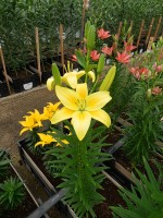 [5004 Summer Breeze No01.JPG]